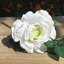 Fleurs et roses-1333865752