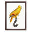 Golden Parrot by F. Levaillant - Picture Frame Art Print-55608736-55608737