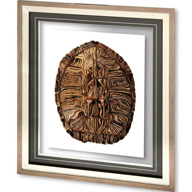 Tortoise Shell Detail II by Naomi McCavitt a Framed Art Print Matted under Glass