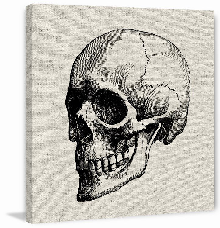 Time Skull Charcoal Drawing  Human Skull Drawing for Sale