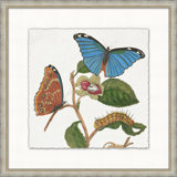 Garden Butterflies 1 Print