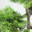 20.25" Green Artificial Japanese Bonsai Tree in Distressed Finish Pot