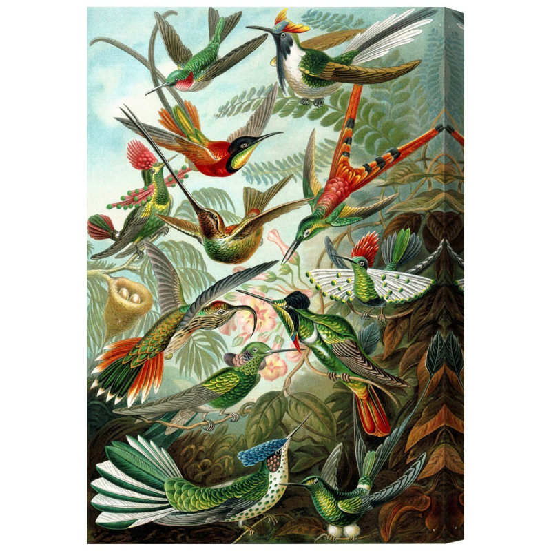 «Bird Study» par Ernst Haeckel - peinture sur toile tendue, H 54 po x l 36 po