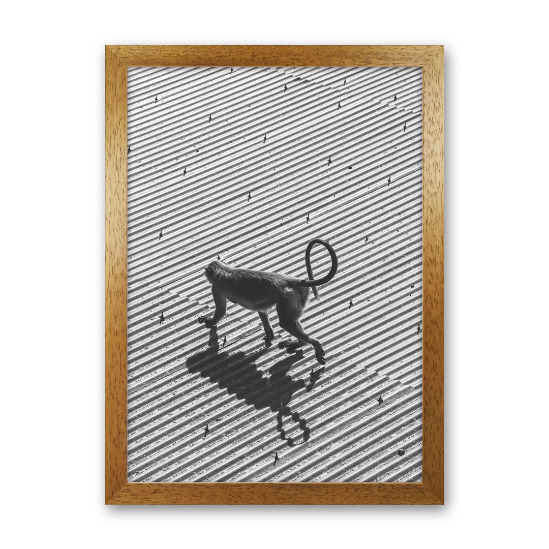 Monkey Buisness by Victoria Frost - Photograph Print