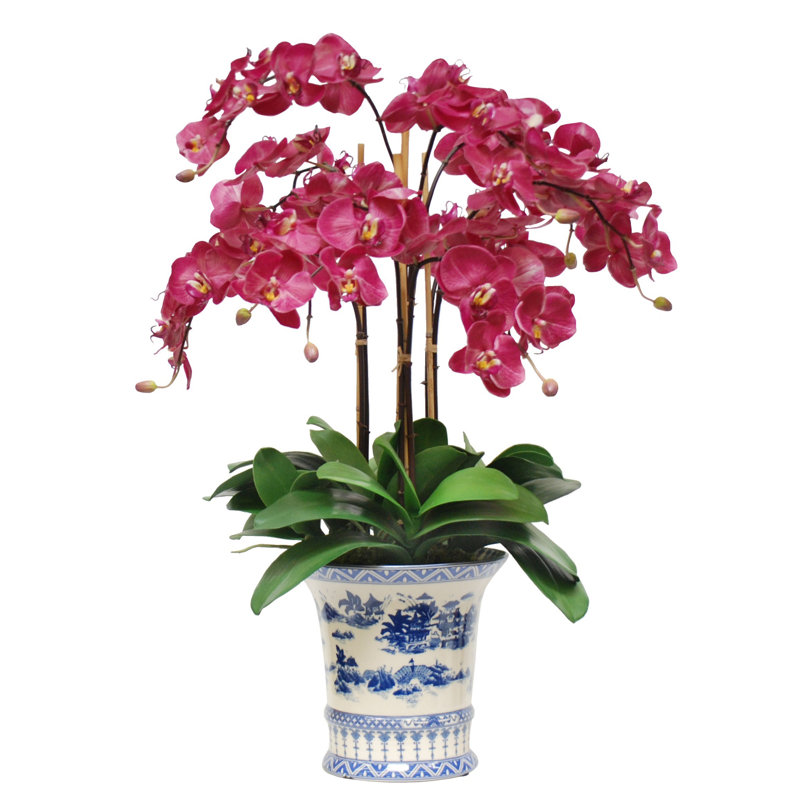 Phalaenopsis plante en pot de chine