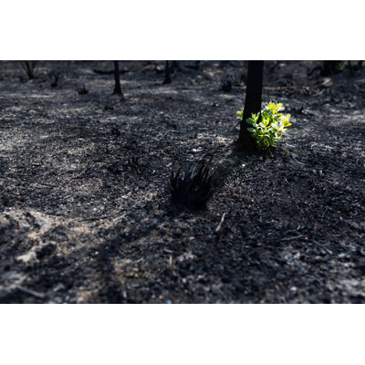 Burnt Tree - Wrapped Canvas Print