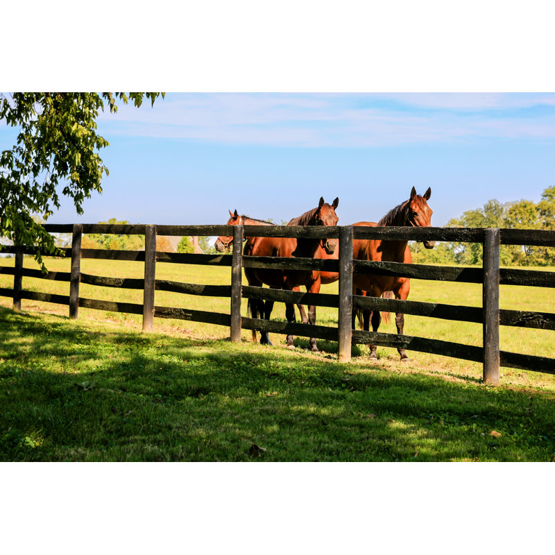 Horses Behind Fence At A Stud Farm Near Lexington Ky - Wrapped Canvas Print, 30cm H x 46cm W x 3.8cm D