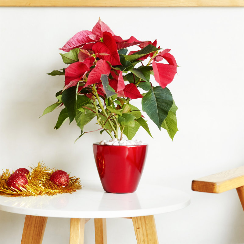 2-Pack Smart Self-watering Planter Pot, Red
