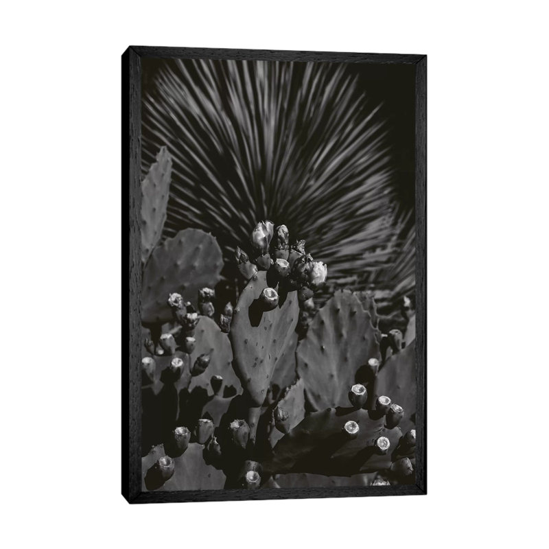 Monochrome Cactus by Bethany Young - Print on Canvas, 101.6cm H x 66.04cm W x 3.81cm D, Black Framed