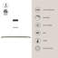 Eerie Pendant Light-64112502-64112501