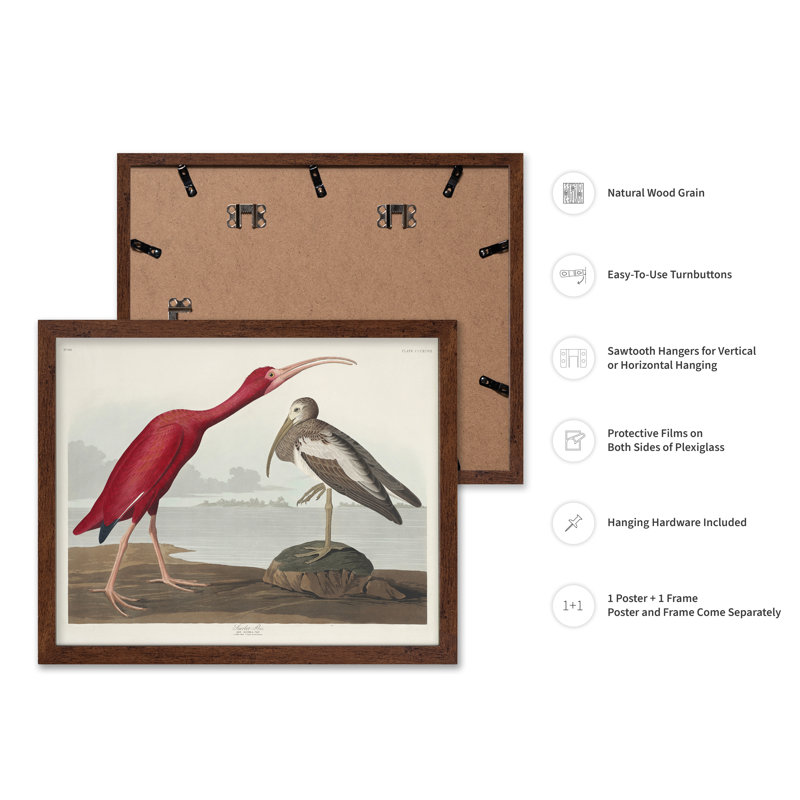 John James Audubon - Écarlate, Poster, 12"H x 16"W, Brown Framed