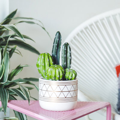 Succulent en pot