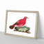 Crimson Pigeon by George Shaw - Framed Print-55620967-55620969
