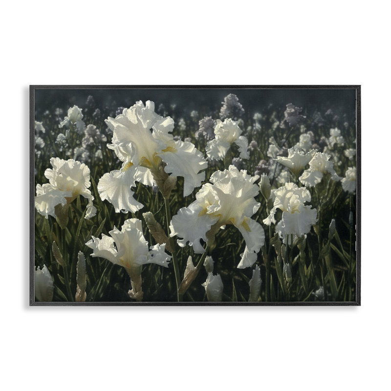 Giclée encadrée de jardin blanc Iris, design par Collin Bogle, H 12 po x l 18 po, Giclée encadrée noir minuit
