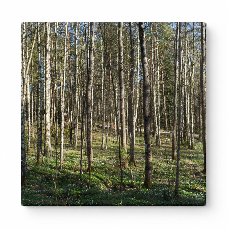 Forêt de bouleaux (1903) - art mural carré sur toile, 32" W x 32" H