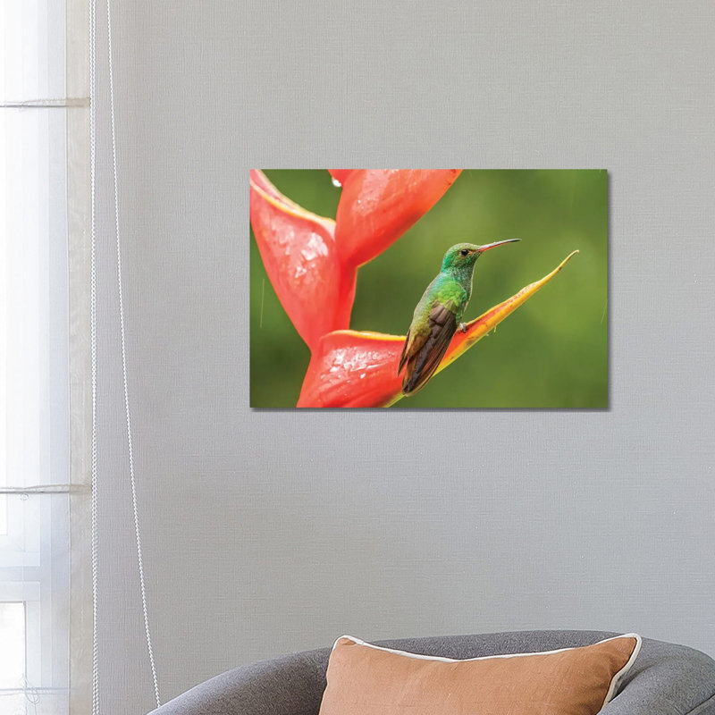 Costa Rica, Sarapiqui River Valley. Rufous-Tailed Hummingbird on Heliconia Plant. 1 Piece Wrapped Canvas Wall Art