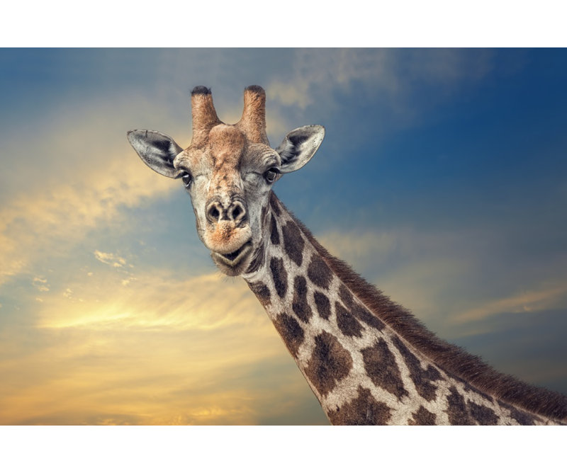 Wrapped Canvas Print, 91.44 cm H x 60.96 cm W