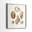 Knorr Shells & Coral I-Premium, reproduction encadrée prête à accrocher - aucun clou requis - aucun clou requis-1664351706-1664351708