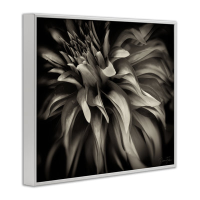 Art de chrysanthème foncé et bouclé par Dennis Frates bg-116