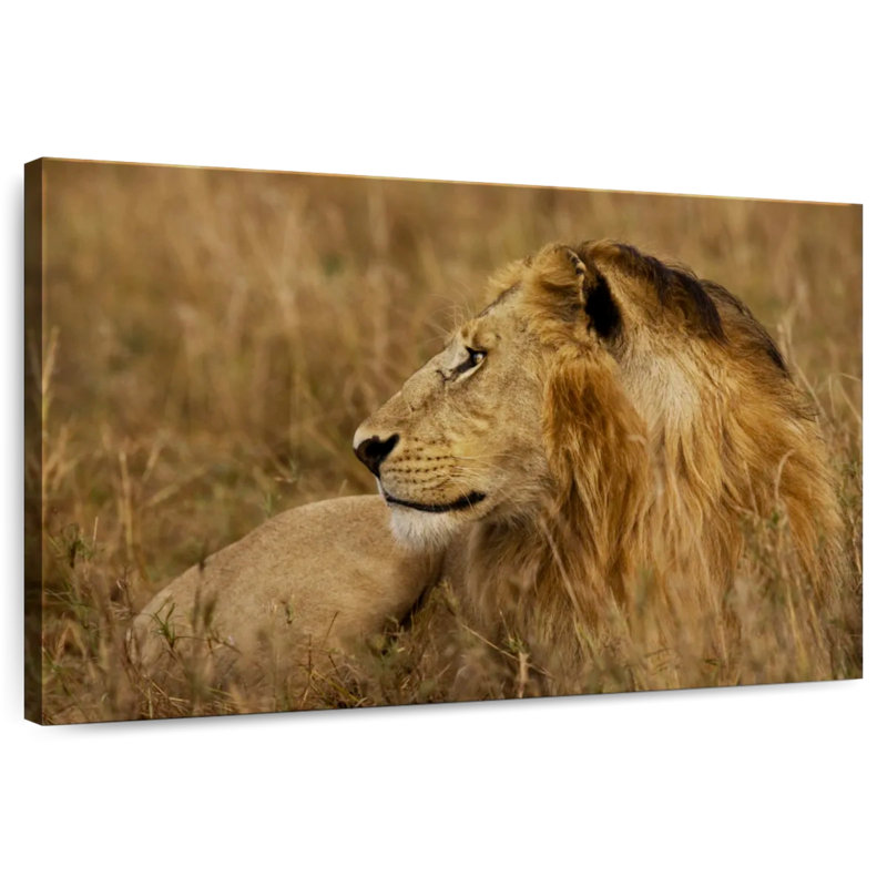 Lion au repos dans le Serengeti, H 20 po x l 30 po