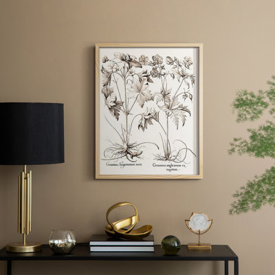 Sepia Besler Botanicals V Framed Print - Solid Wood