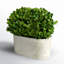 Thisbe 9'' Boxwood Topiary in Ceramic Pot