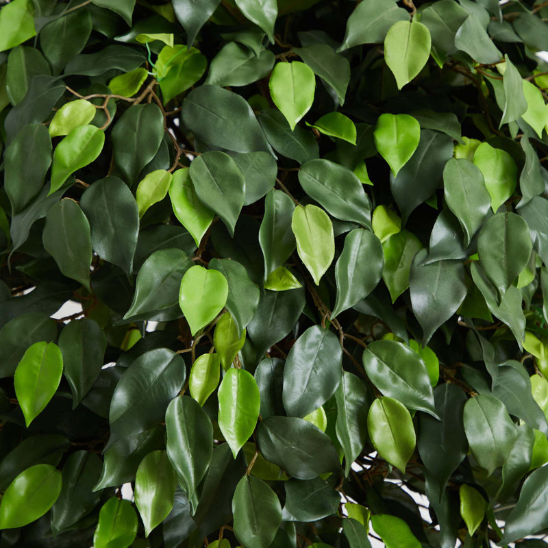Faux Ficus Tree in Plastic Planter, 66" H x 18" W x 18" D