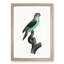 A Musk Lorikeet by F. Levaillant - Framed Print-55453404-55453402