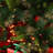 Green Artificial Pine Christmas Tree with 200 Single Coloured Lights with Stand-67202413