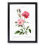 Ever-blowing Pink Roses by Pierre-Joseph Redoute - Picture Frame Painting Print-55535959-55535956