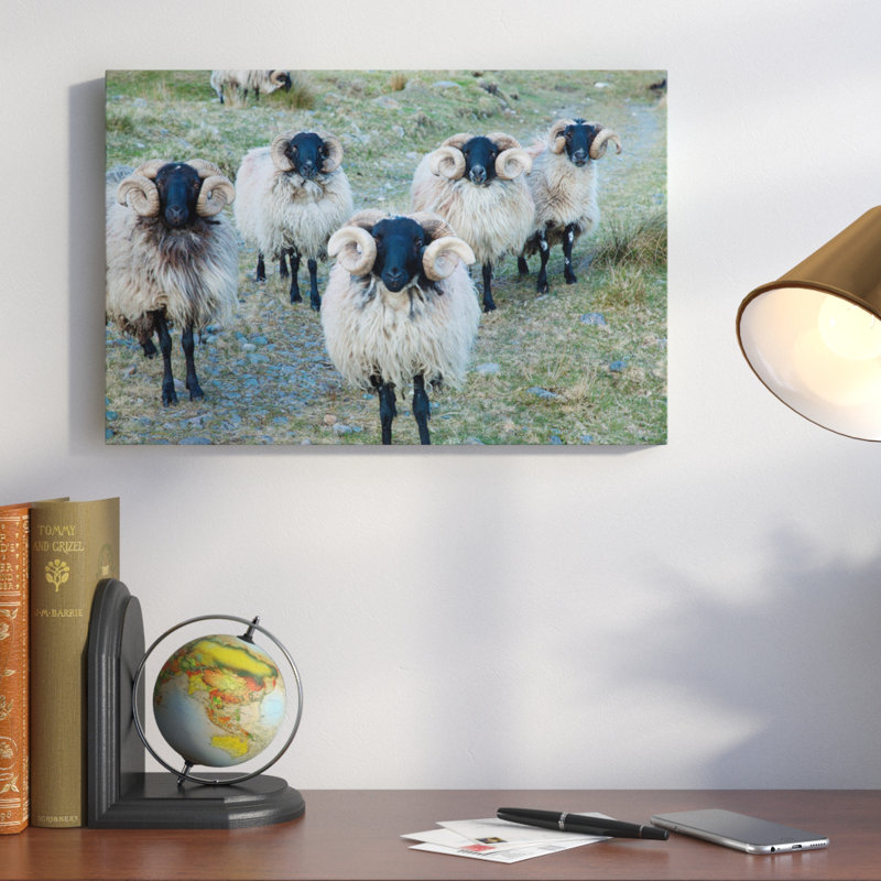 « mayo blackface béliers », reproduction de photo sur toile tendue, H 18 po x l 26 po x P 1,5 po
