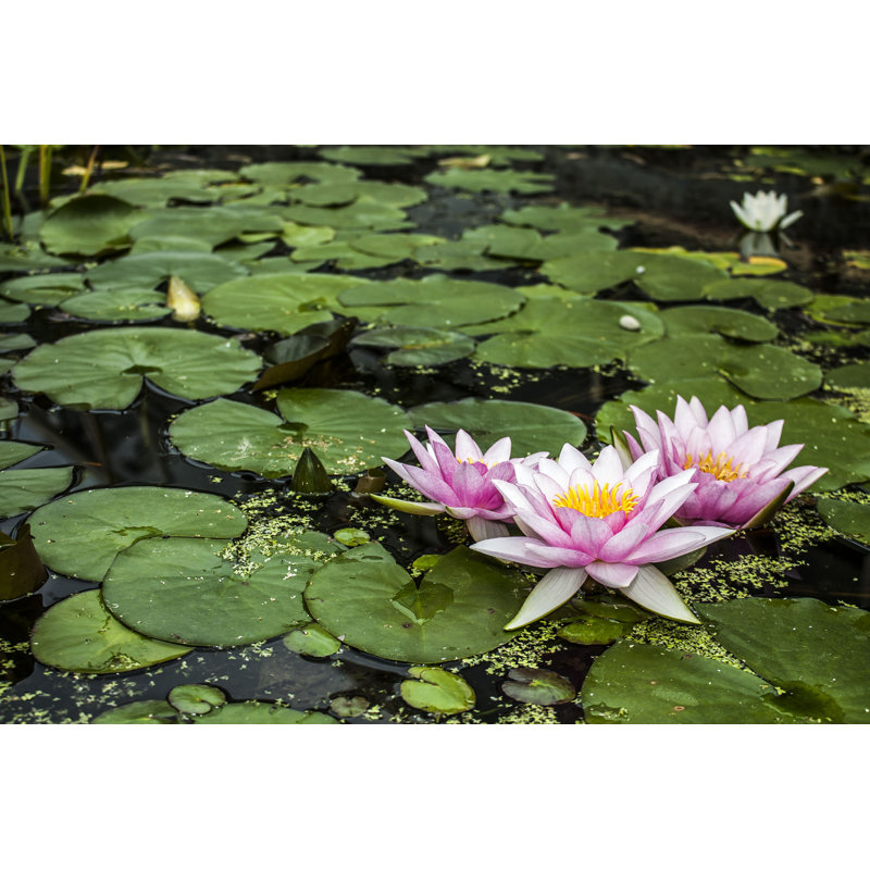 Fleurs de loto - Photographie sur toile tendue, H 32 po x l 48 po
