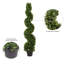 Arbre en spirale de buis vert Wolfdale-20583854