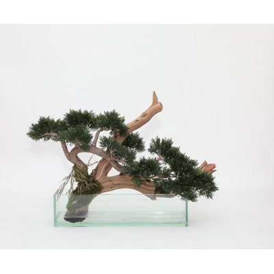 Trailing Faux Cedar Tree in Glass Vase