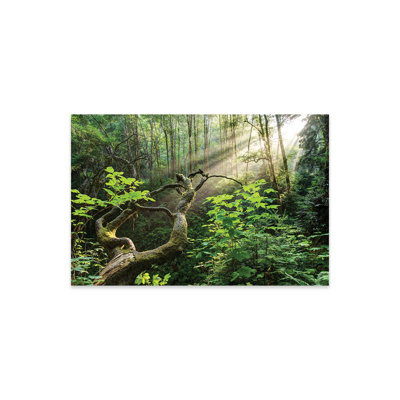 " Sacred Grove " by Dustin LeFevre