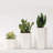 Jhasmine Ceramic Pot Planter