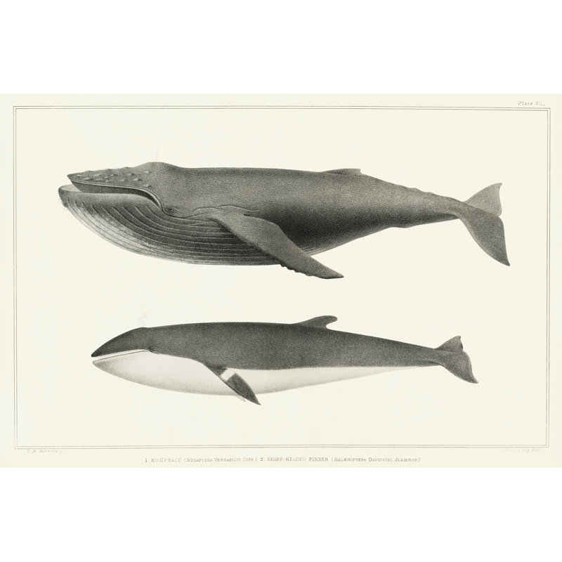 «Dunchabit Melville's Whales II on Canvas» par Charles Melville Scammon, reproduction, L 36 po x H 24 po