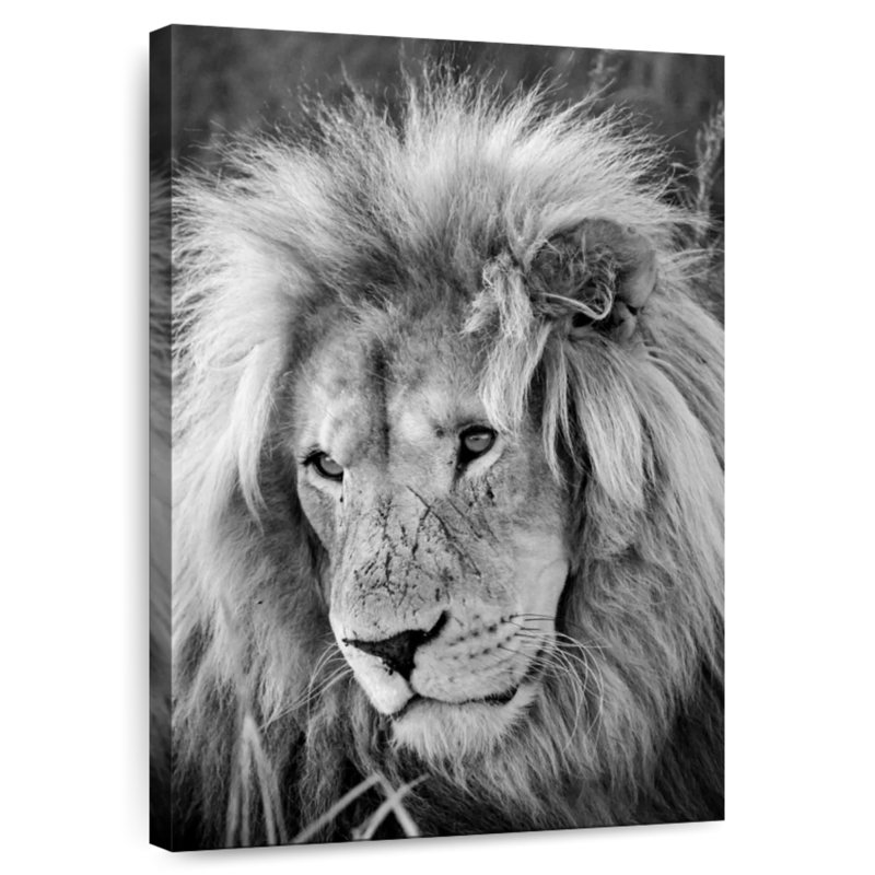 Brampt Lion Male I, 24" H x 16" W