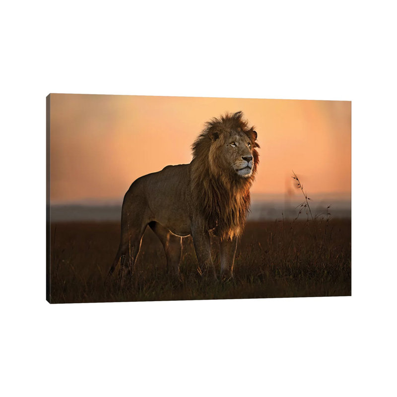 The King In The Morning Light by Xavier Ortega - Wrapped Canvas Print, 101.6 cm H x 66.04 cm W x 1.91 cm D