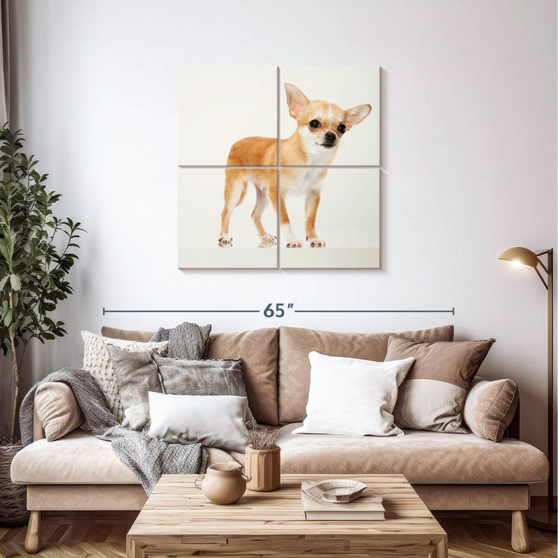 Chihuahua précieux, H 38 po x l 38 po