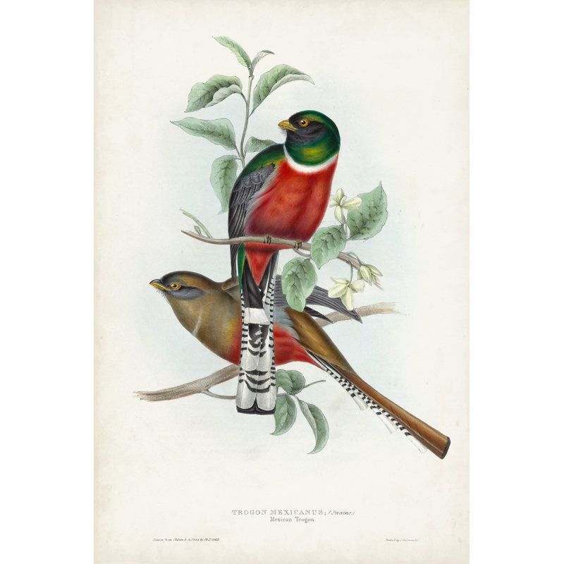Gould Tropical Birds II - Graphic Art, 76 cm H x 51 cm W, Black Floater Framed