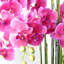 Anneus 150cm Plant