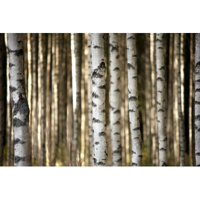 " Birch Trees "
