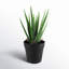Faux Succulent Plant in Pot-1002955718