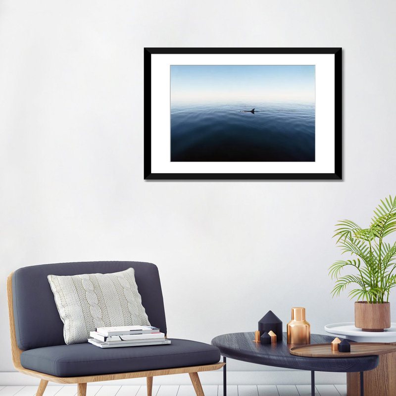" Bottlenose Dolphin Surfacing, Shark Bay, Australia " Color Photography, 24" H x 32" W x 1" D, Black Framed Fine Art Paper