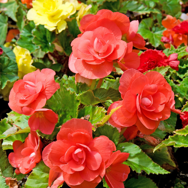 Begonias - Photographie sur toile tendue, H 12 po x l 12 po