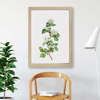 Hawthorn Flowers by Pierre-Joseph Redoute - Framed Print