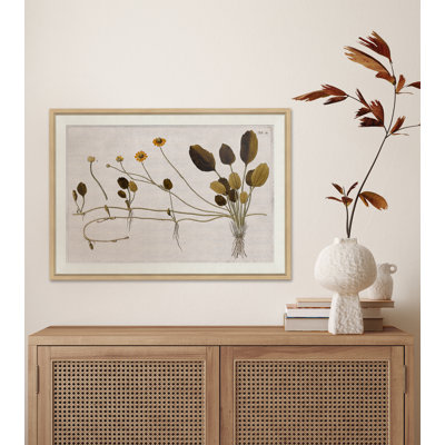 17ème siècle, études horticoles I - peinture à cadre unique