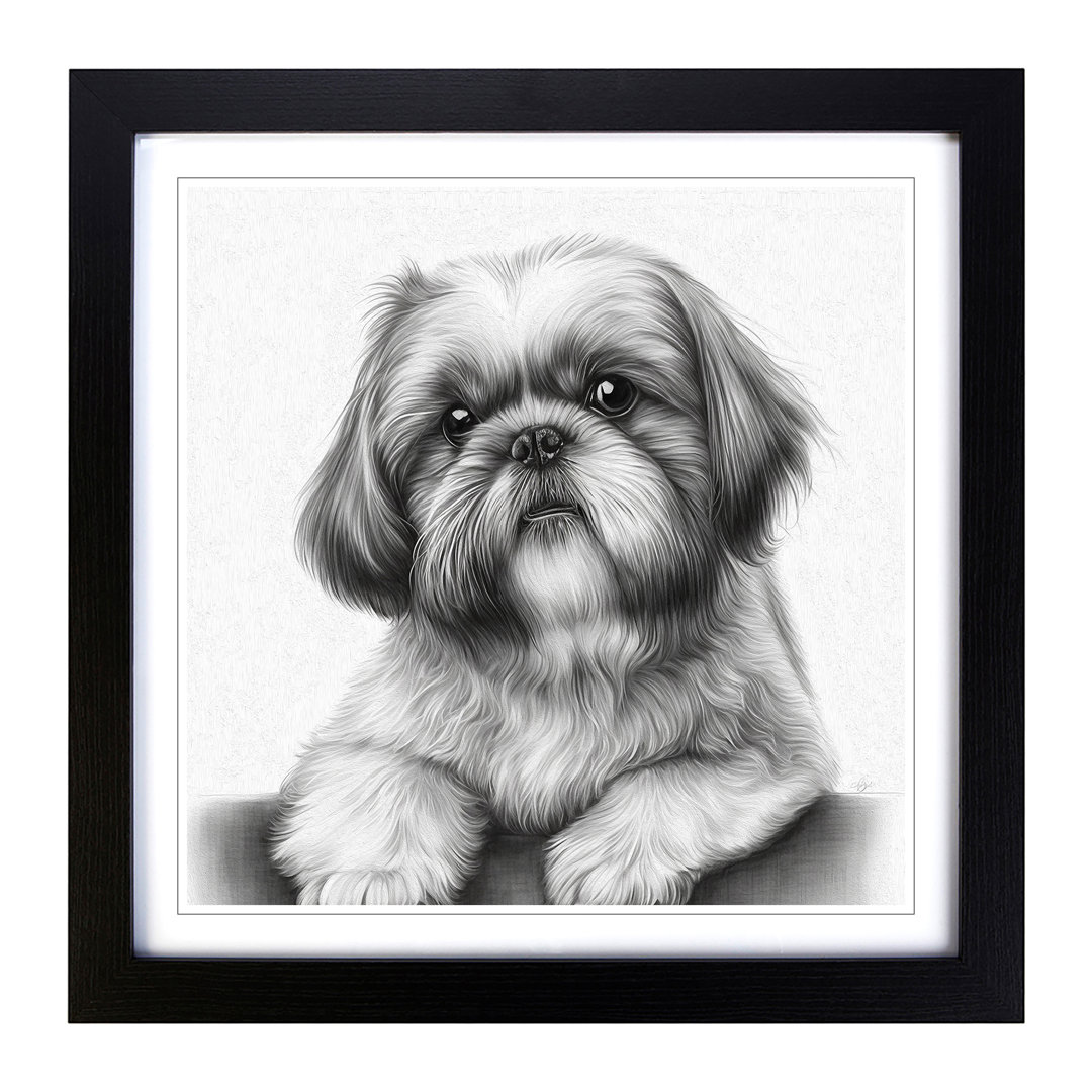Shih Tzu Drawing - Single Picture Frame Print on Wood
