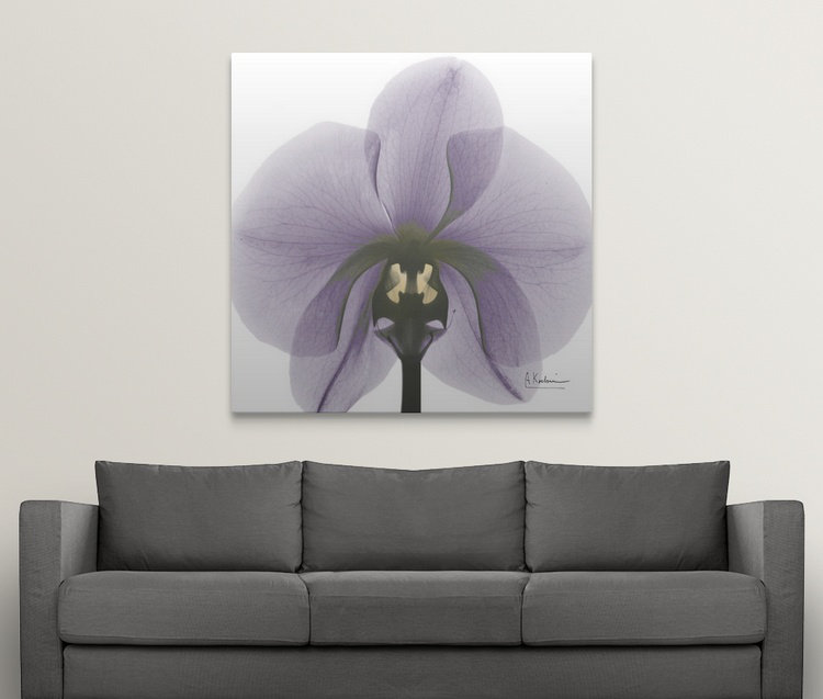 «par albert koetsier,, reproduction de photo Orchid X-Ray, H 20 po x l 20 po x P 1,5 po, Toile